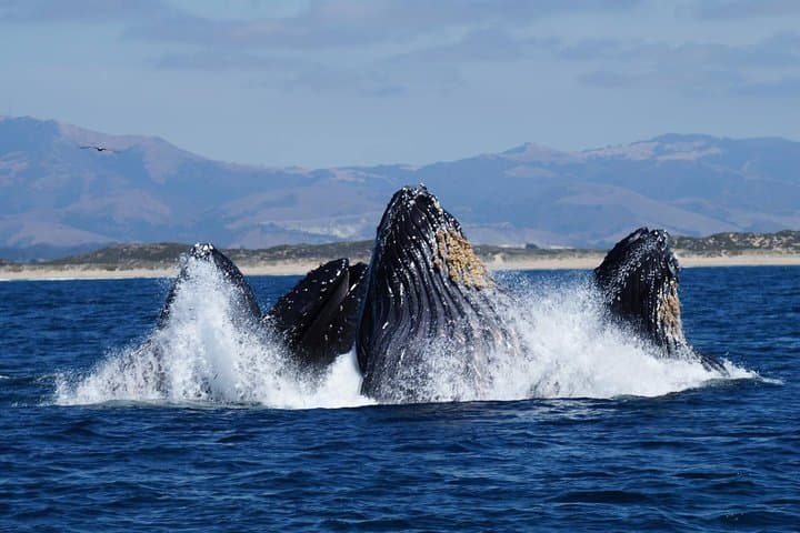Exploring Monterey Bay: An Immersive Whale Watching Tour Experience photo 4