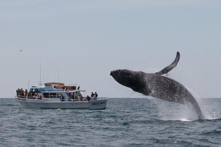Exploring Monterey Bay: An Immersive Whale Watching Tour Experience photo 5