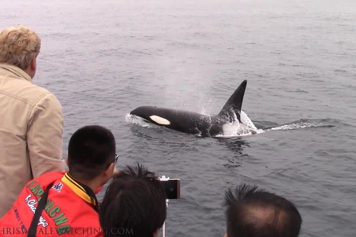 Exploring Monterey Bay: An Immersive Whale Watching Tour Experience photo 6