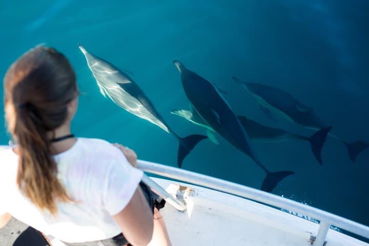 Bay of Plenty Half-Day Dolphin and Wildlife Cruise from Tauranga photo 2