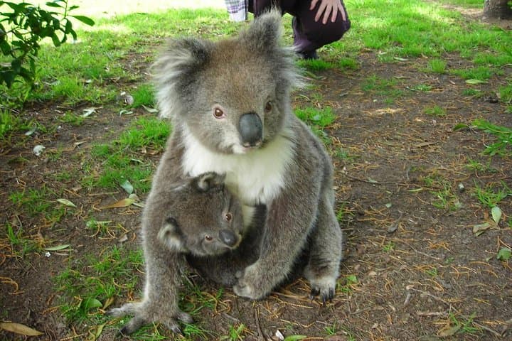 Overnight Great Ocean Road Tour from Melbourne — 2-Day Small-Group Coastal Escape photo 5