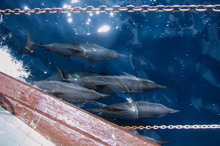 Full Day Snorkelling Cruise to Tranquility Island (Moso Island) — Havannah Harbour, Vanuatu photo 3