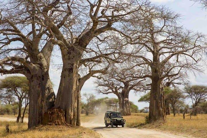 3-Day Ruaha National Park Safari: Game Drives, Wildlife & Bush Cottages
