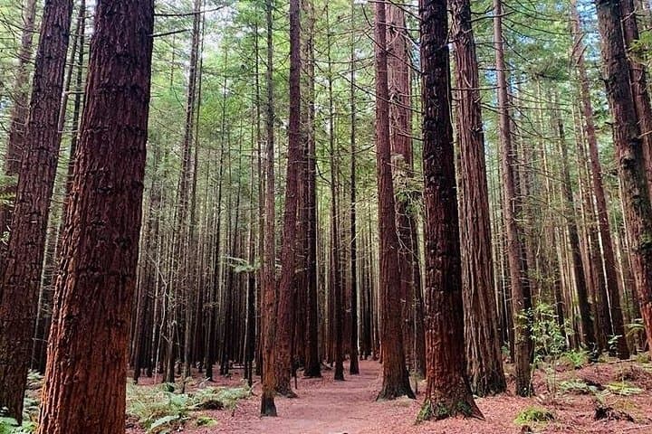 Blue Springs, Redwood Forest & Huka Falls: Full-Day Private Waterways Tour from Auckland photo 3