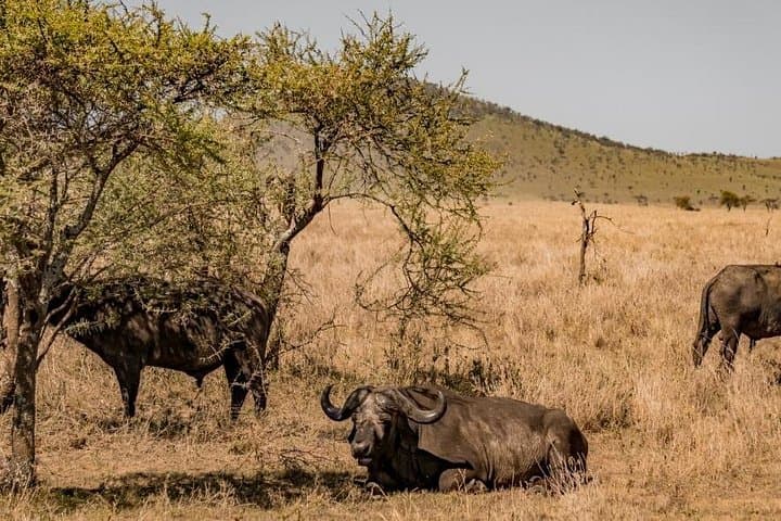 Southern Tanzania Safari: 7-Day Ruaha, Mikumi & Selous Wildlife Circuit