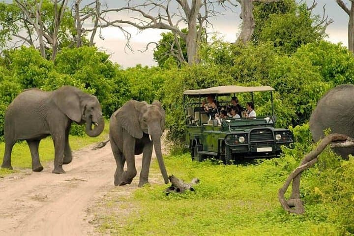 3-Day Livingstone, Victoria Falls & Chobe Safari: Crocodile Cage Dive and Zambezi Sunset Cruise photo 6