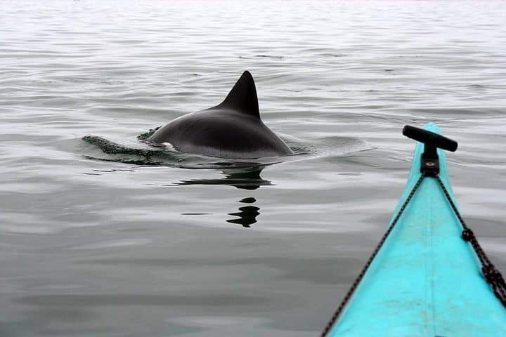 Kayak Pelican Point & Sandwich Harbour: Full-Day Guided Tour from Walvis Bay photo 4