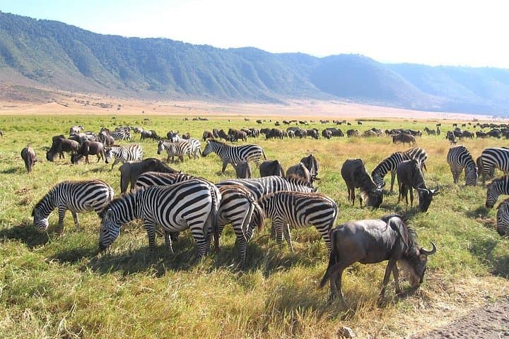 Serengeti Safari: 7-Day Tarangire, Lake Manyara & Ngorongoro Wildlife Tour photo 1