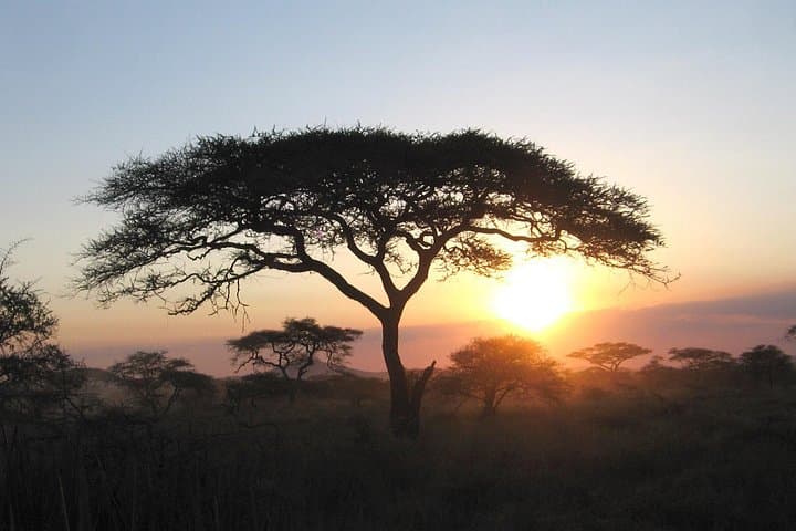 Serengeti Safari: 7-Day Tarangire, Lake Manyara & Ngorongoro Wildlife Tour photo 4