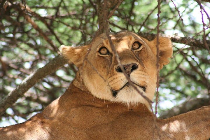 Serengeti Safari: 7-Day Tarangire, Lake Manyara & Ngorongoro Wildlife Tour photo 3
