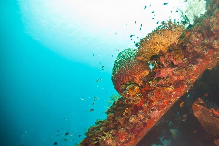 Snorkel-the-USAT-Liberty-Shipwreck-Tulamben-Day-Trip-from-Sanur photo 3