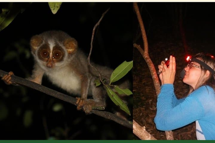 Night Hike to See the Grey Slender Loris in Sigiriya