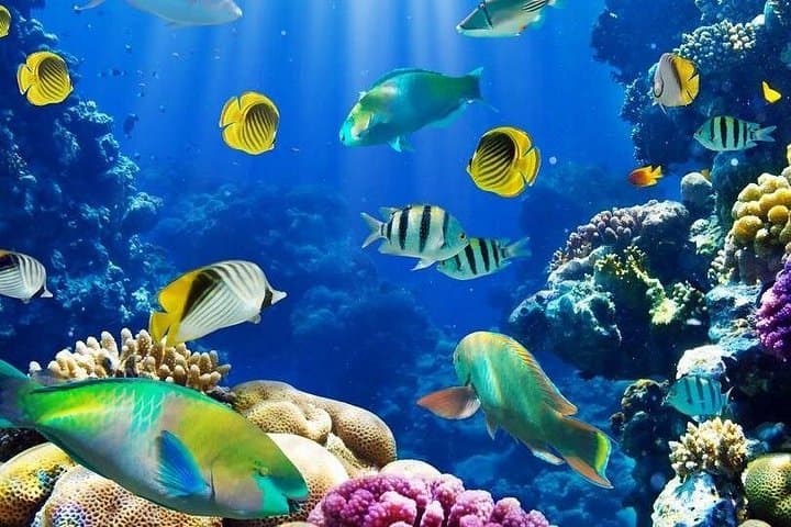 Paradise Island Full-Day Snorkel from Hurghada — Giftun Island Reefs & Sandy Beaches photo 3