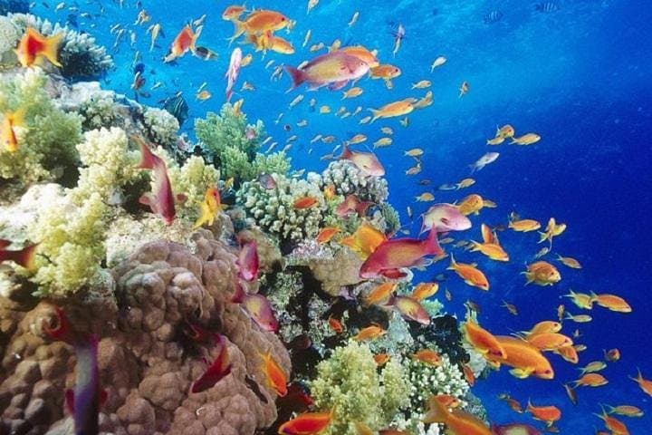 Snorkel Giftun Islands: Full-Day Red Sea Excursion from Hurghada photo 3