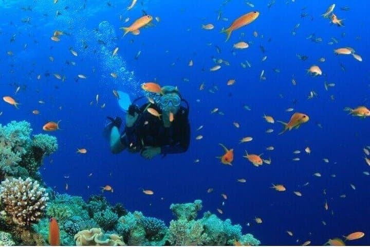 Red Sea Snorkeling from Hurghada: Full-Day Coral Reefs, Turtles & Boat Lunch photo 3