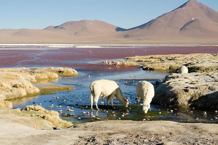 Salar de Uyuni 2-Day 4x4 Tour with Lodging & Minor Lagoons photo 4