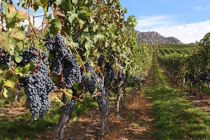 Vancouver to Okanagan Valley Private Tour — Wineries, Lakes & Naramata Bench photo 4