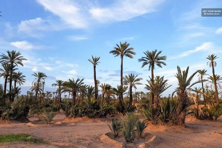 Sunset Camel Ride in Marrakech Palmeraie — Berber Tea & Palm Grove Views photo 4