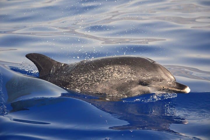 Madeira Dolphin and Whale Watching Tour from Funchal photo 5