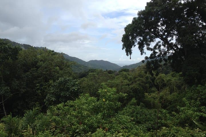 Discover the Rainforest: Guided Walk in Tobago's Main Ridge Forest Reserve