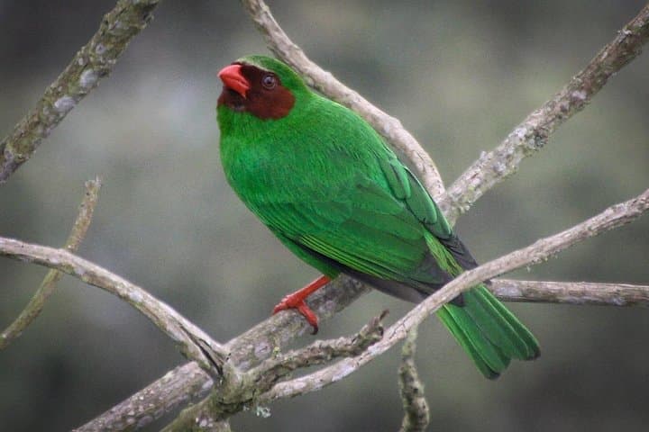 Chicaque Cloud Forest Birding: Day Trip from Bogotá to See Tanagers, Hummingbirds & Toucanets photo 4