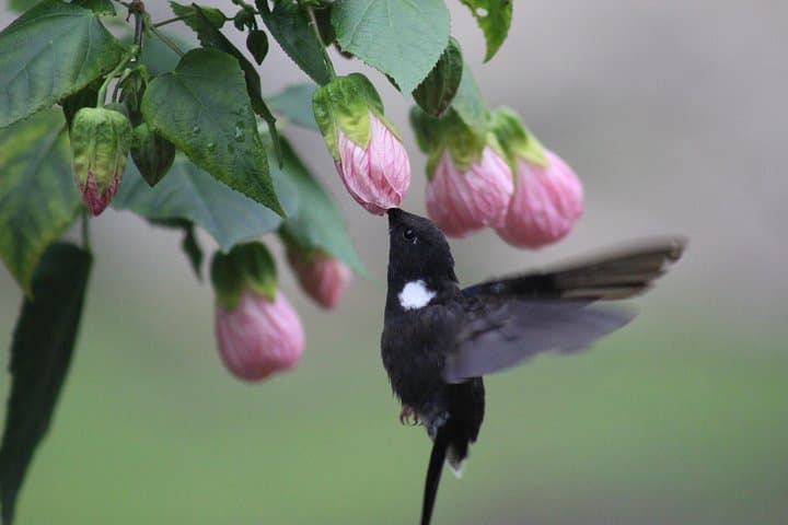 Chicaque Cloud Forest Birding: Day Trip from Bogotá to See Tanagers, Hummingbirds & Toucanets photo 3