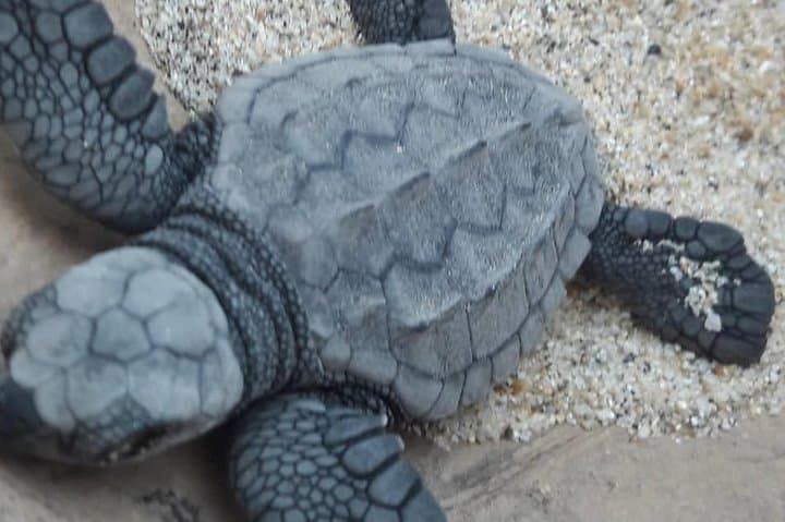 Sunset Baby Turtle Release at Puerto Escondido Beach