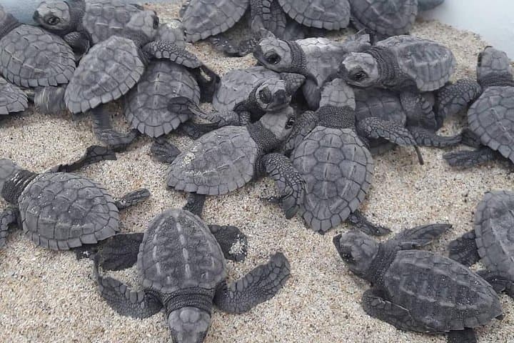Sunset Baby Turtle Release at Puerto Escondido Beach photo 2