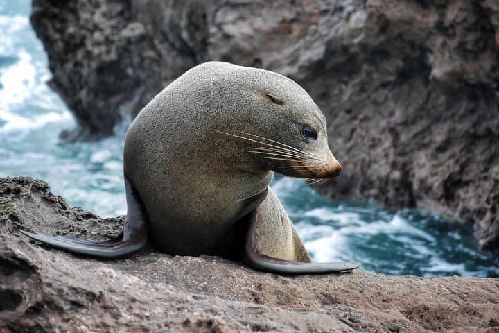 Bay of Plenty Dolphin & Wildlife Cruise — Half-Day from Rotorua photo 3