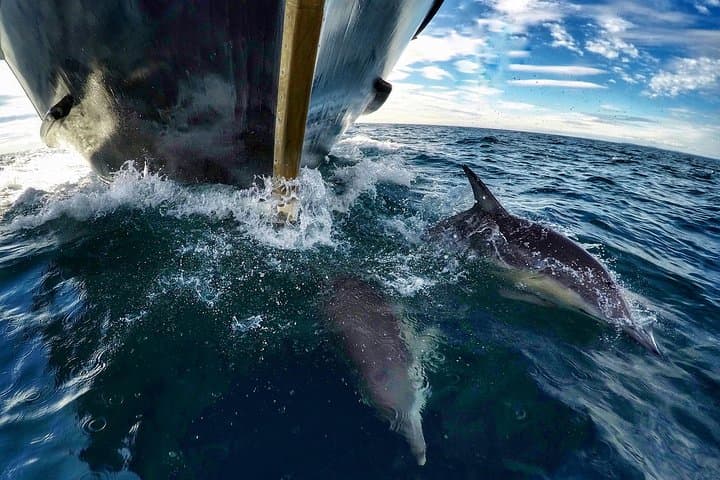 Bay of Plenty Dolphin & Wildlife Cruise — Half-Day from Rotorua photo 5