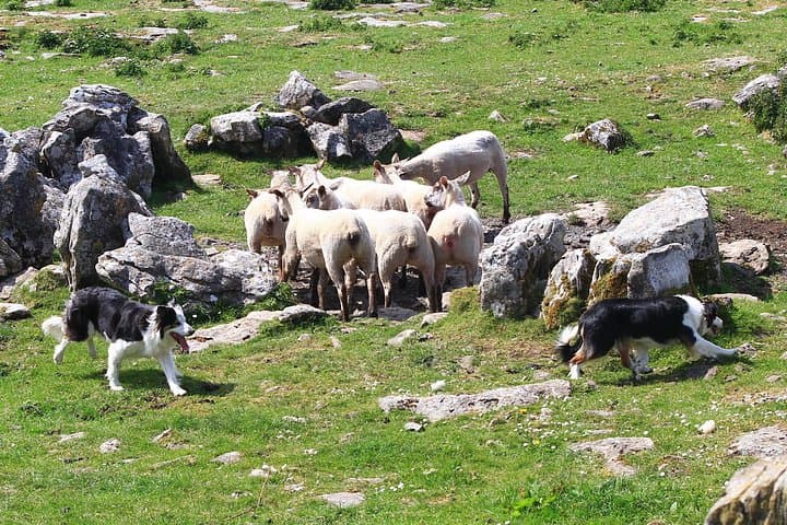 6-Day Southern Ireland Explorer — Wild Atlantic Way, Ring of Kerry & Cliffs of Moher photo 2