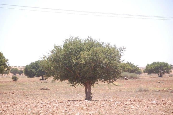 Agadir to the Little Desert: 4x4 Day Trip Through Souss-Massa & Tiznit photo 5