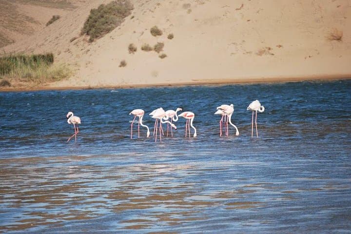 Little Sahara 4x4 Excursion: Dunes, Oasis & Berber Culture from Agadir photo 5
