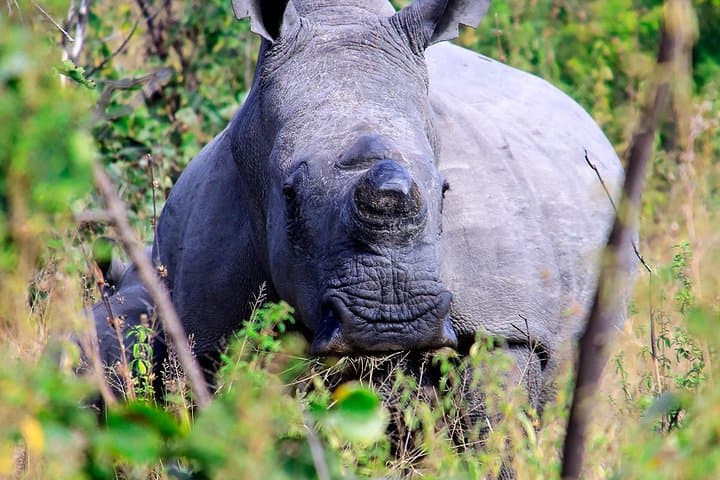 Matopos Park Rhino Tracking & Day Game Drive from Bulawayo photo 2