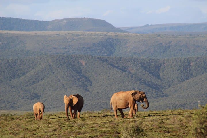 Addo Elephant Park Multi-Day Photo Safari: Big Seven Wildlife & Sundays River Adventures photo 3