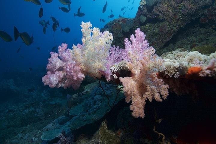 Red Sea 6-Dive Package: Ras Mohamed & Tiran Strait Day Tours