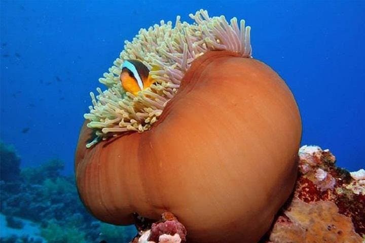Red Sea 6-Dive Package: Ras Mohamed & Tiran Strait Day Tours photo 3