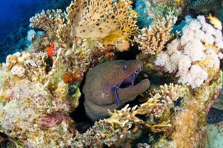 Red Sea 6-Dive Package: Ras Mohamed & Tiran Strait Day Tours photo 4