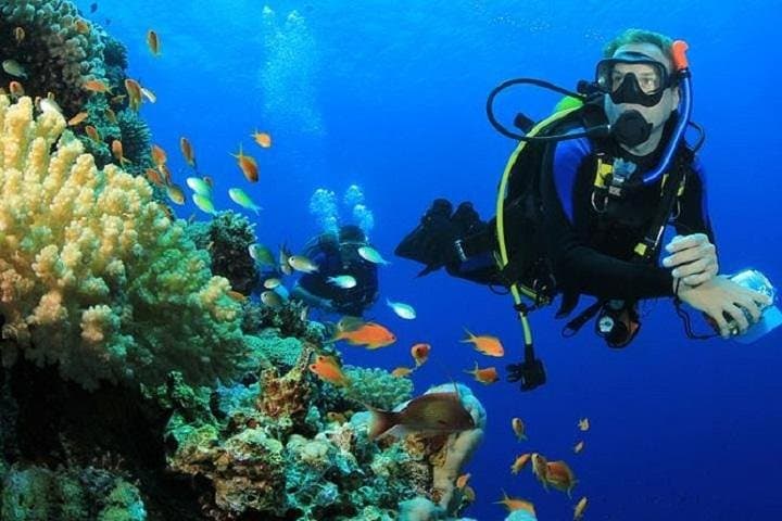 Red Sea 6-Dive Package: Ras Mohamed & Tiran Strait Day Tours photo 5