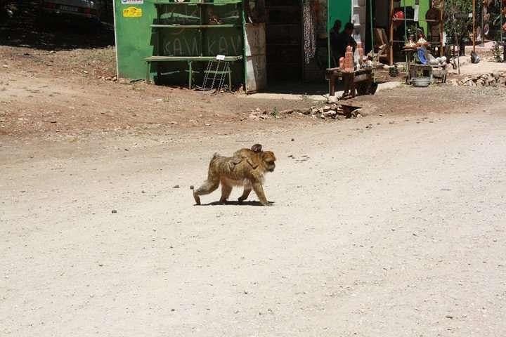 5-Day Morocco Grand Tour: Chefchaouen, Fes, Merzouga & Ait Ben Haddou to Marrakech photo 4