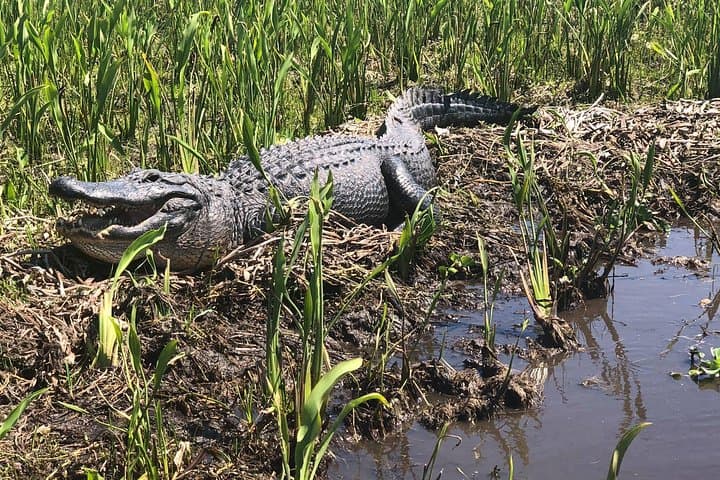 Jean Lafitte 90-Minute Swamp and Bayou Boat Tour from New Orleans photo 6