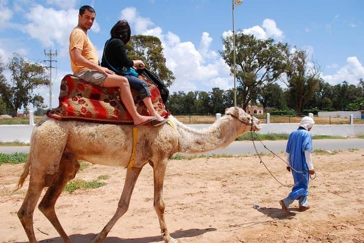 Camel Ride in Agadir: Eucalyptus Trails, Sand Dunes & Oued Souss Birdwatching