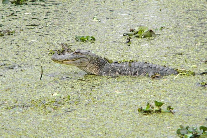 Jean Lafitte 90-Minute Swamp and Bayou Boat Tour from New Orleans photo 3