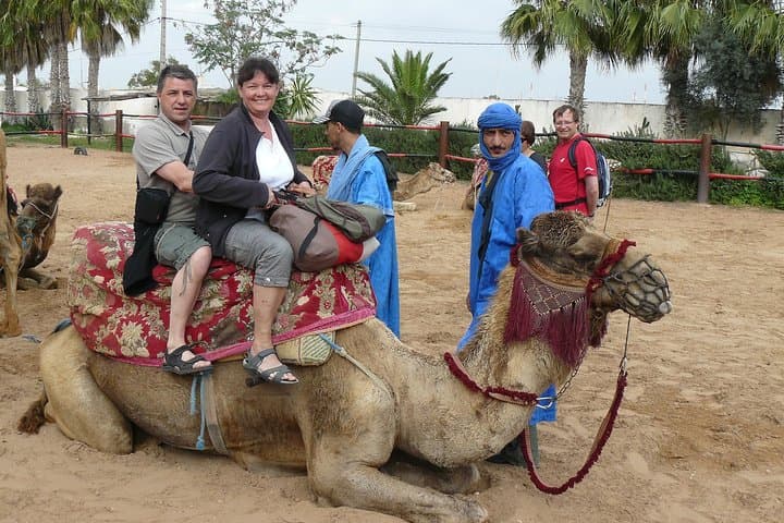 Camel Ride in Agadir: Eucalyptus Trails, Sand Dunes & Oued Souss Birdwatching photo 5