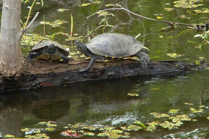 Jean Lafitte 90-Minute Swamp and Bayou Boat Tour from New Orleans photo 4