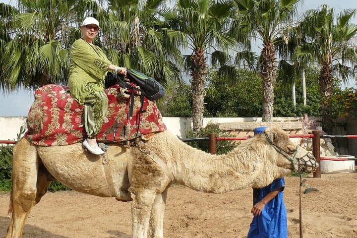Camel Ride in Agadir: Eucalyptus Trails, Sand Dunes & Oued Souss Birdwatching photo 3