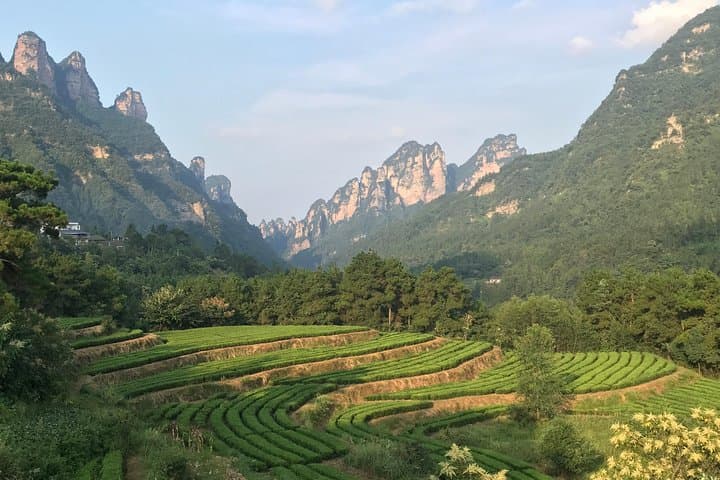 4-Day Zhangjiajie Avatar Panorama Tour — Glass Bridge, Tianmen & Tea-Picking photo 5