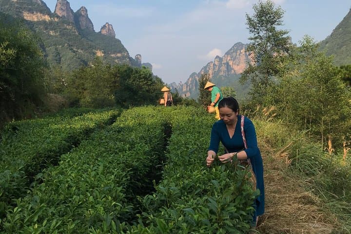 4-Day Zhangjiajie Avatar Panorama Tour — Glass Bridge, Tianmen & Tea-Picking photo 4