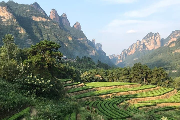 Zhangjiajie Avatar Panorama: 4-Day National Park, Glass Bridge & Tea Experience photo 4