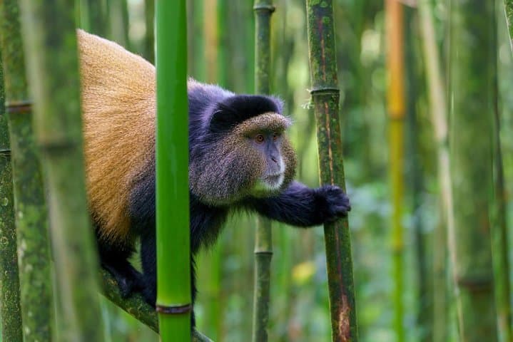 Rwanda Primates Field Study & Gorilla Trekking: 9-Day Conservation Immersion photo 5